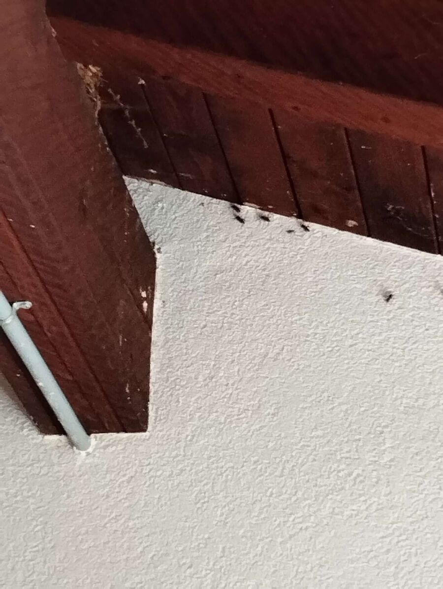  Bienennest entfernen.jpeg