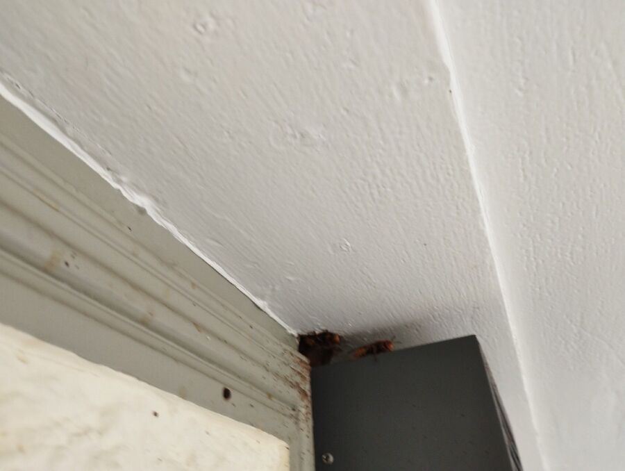  Bienennest entfernen.jpeg