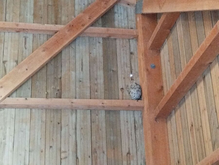  Bienennest entfernen