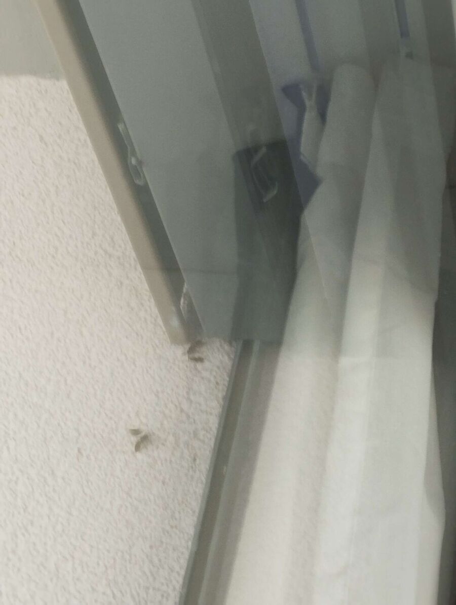 Bienen umsiedeln &  Bienennest entfernen 