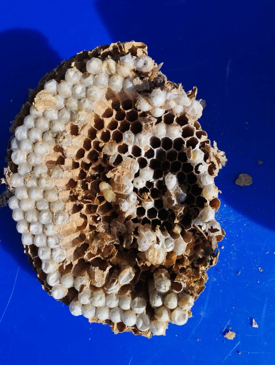  Bienennest entfernen