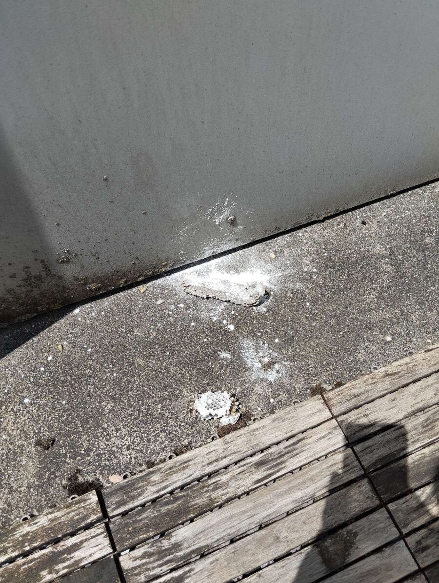  Bienennest entfernen