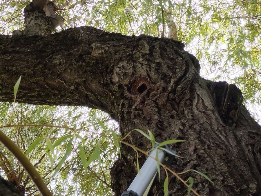  Bienennest entfernen.jpeg