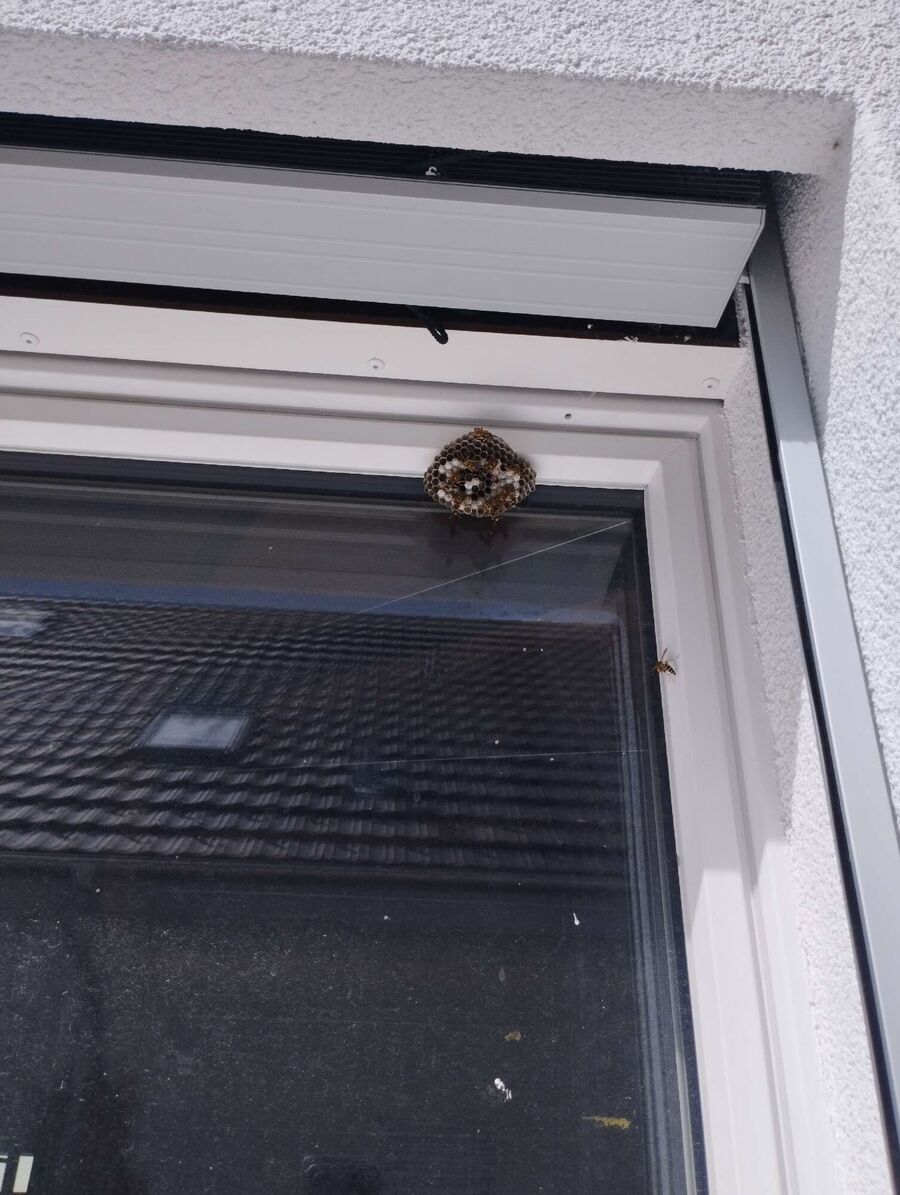  Bienennest entfernen