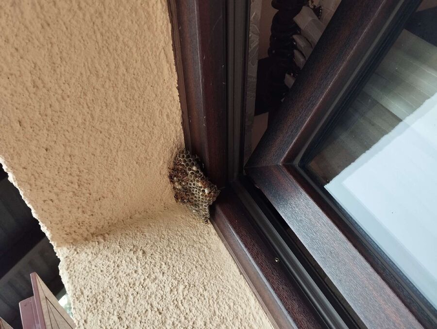 Bienen umsiedeln &  Bienennest entfernen 