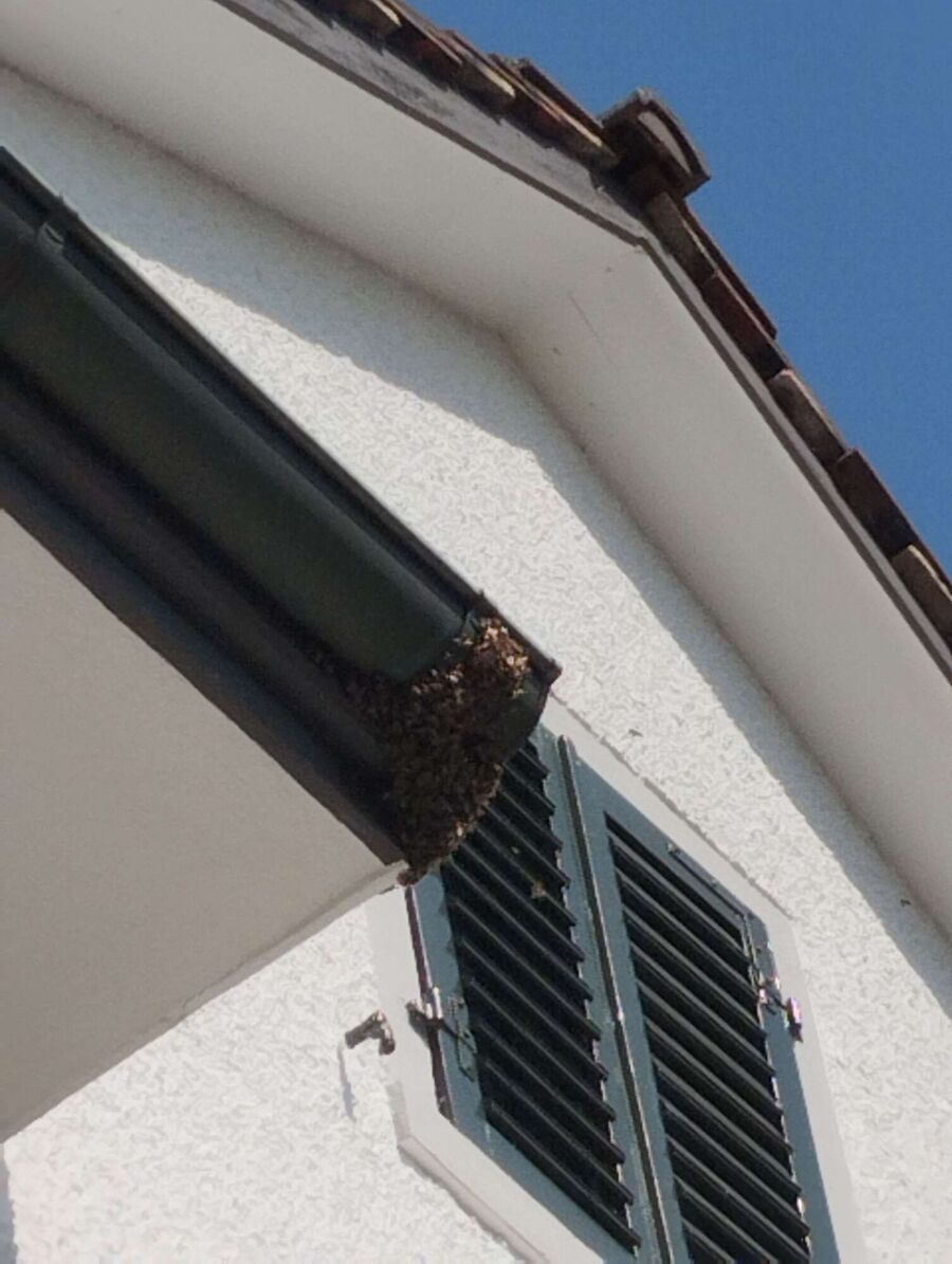 Bienen umsiedeln &  Bienennest entfernen 