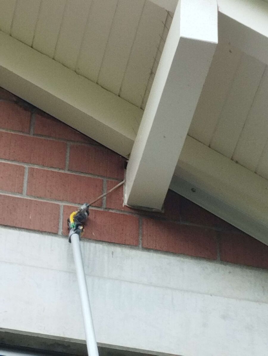  Bienennest entfernen