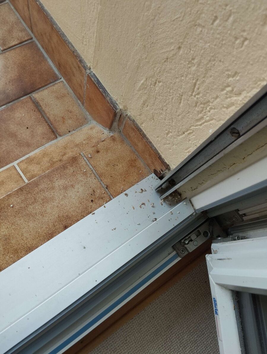  Bienennest entfernen.jpeg