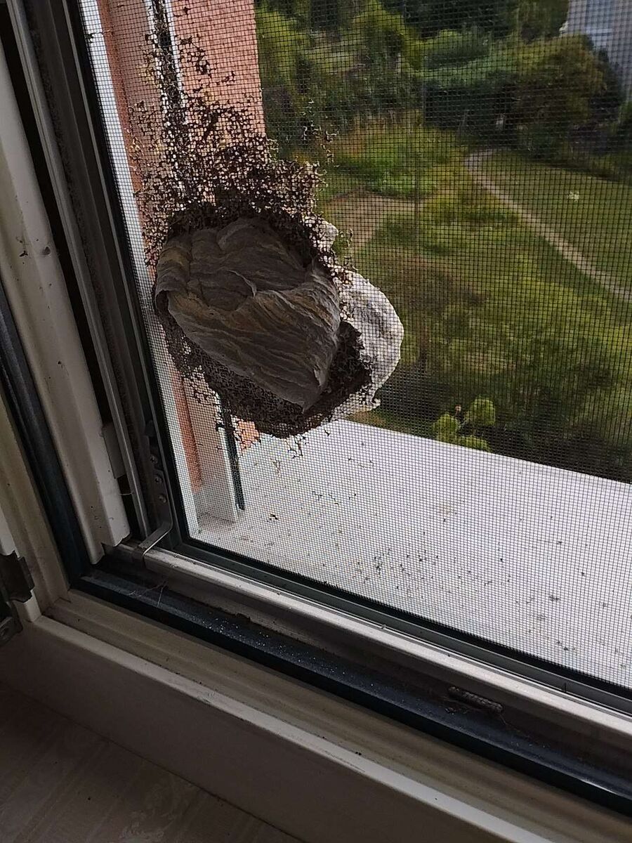  Bienennest entfernen.jpeg