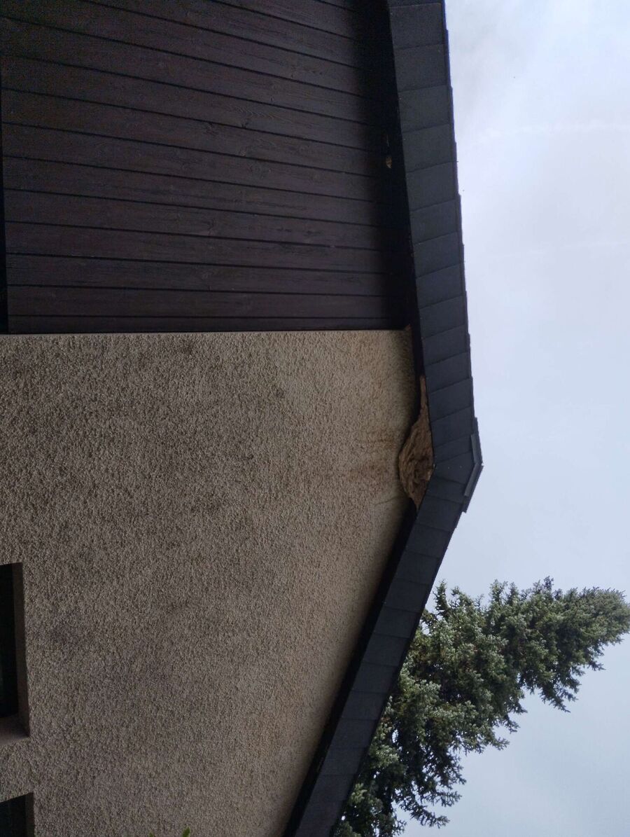  Bienennest entfernen