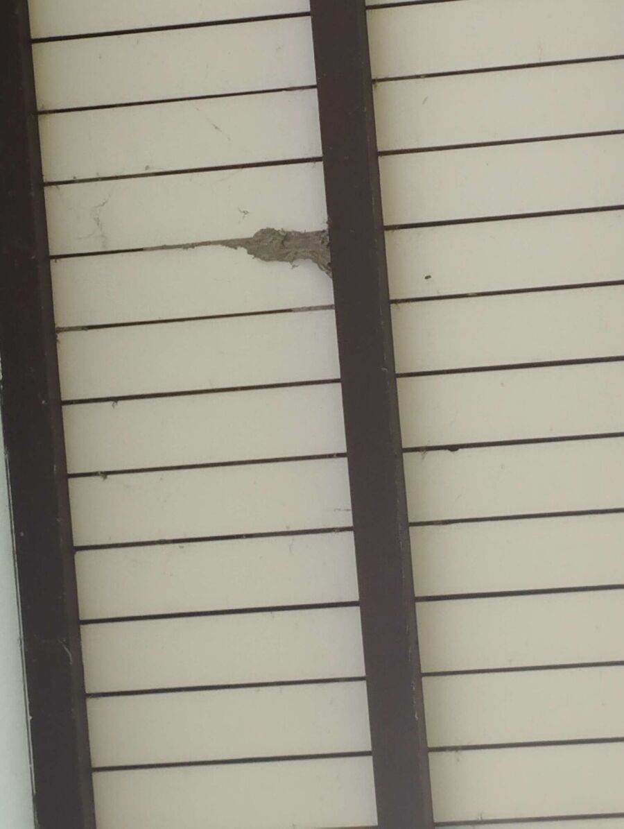  Bienennest entfernen