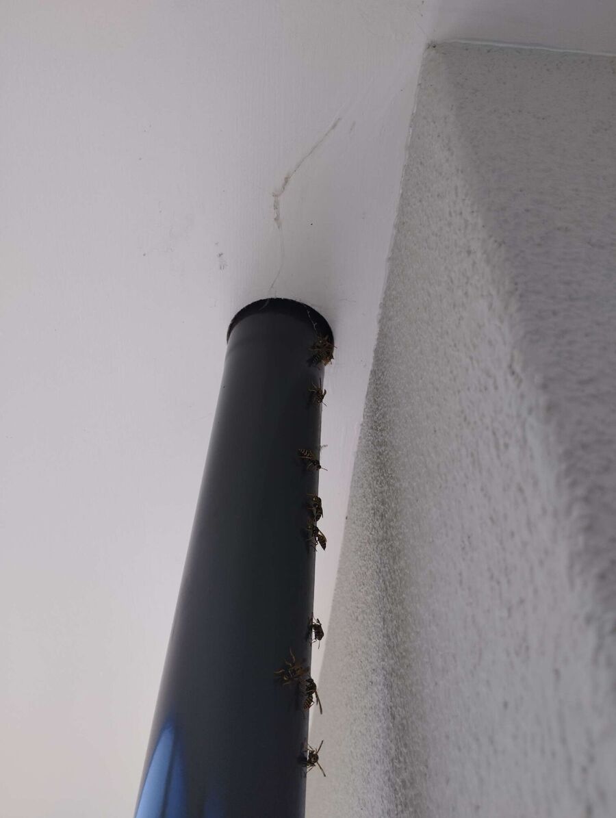 Bienen umsiedeln &  Bienennest entfernen 