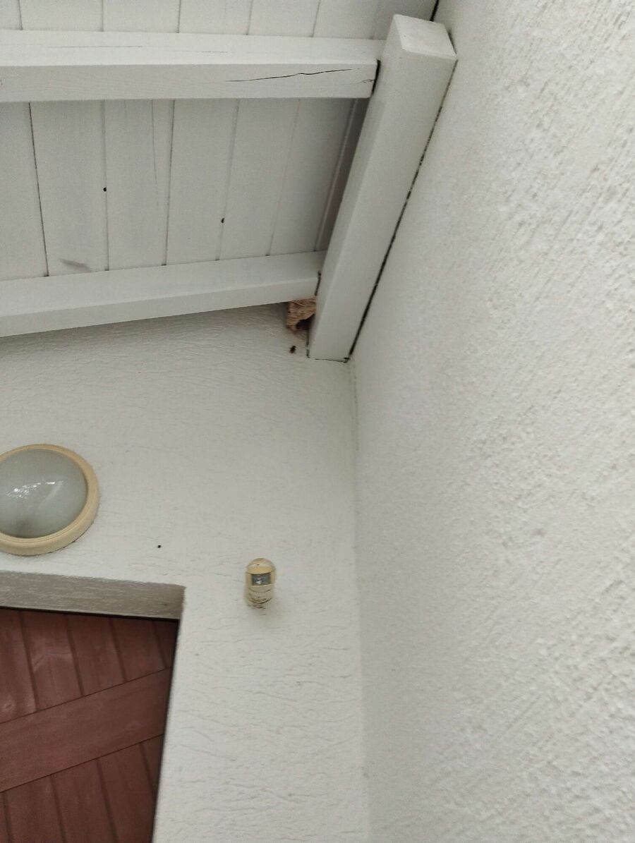  Bienennest entfernen