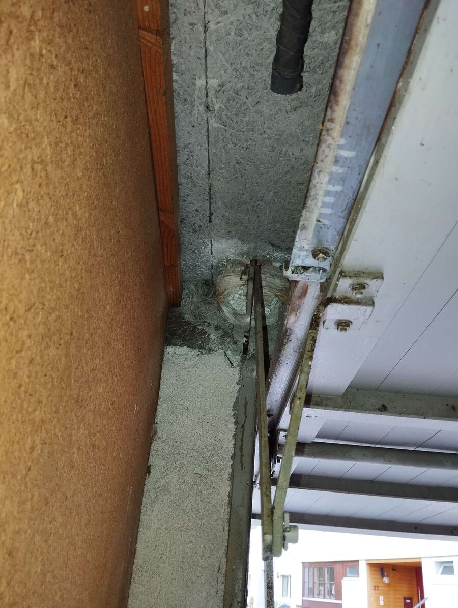  Bienennest entfernen.jpeg