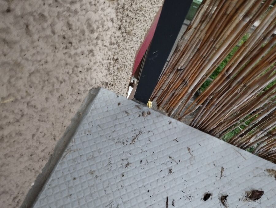 Bienen umsiedeln &  Bienennest entfernen 