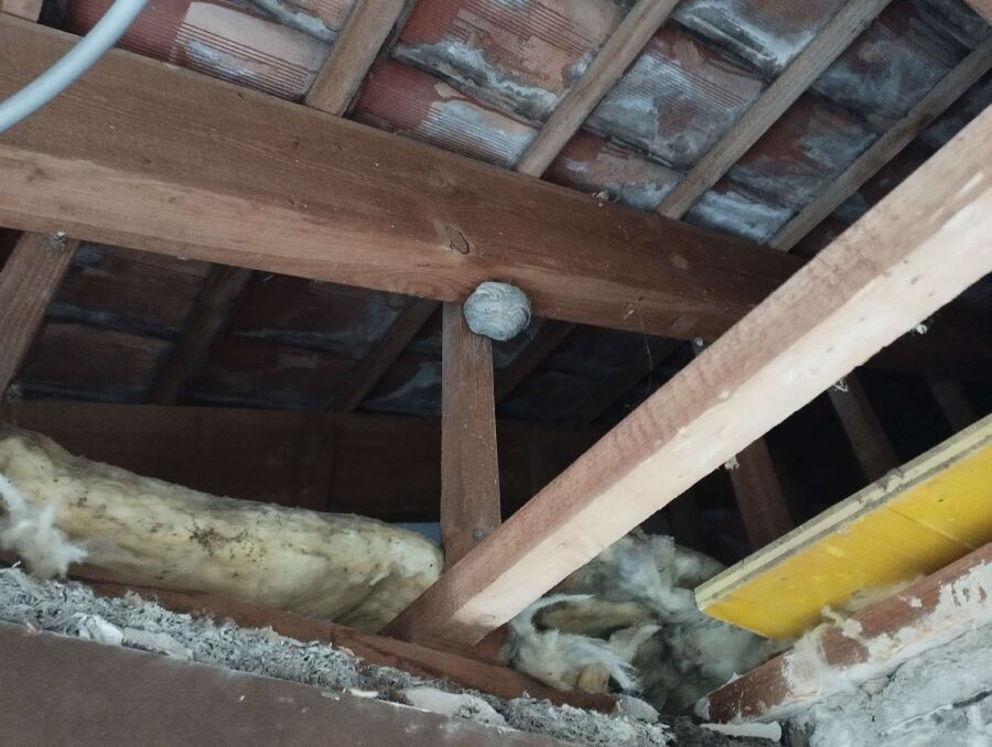 Bienen umsiedeln &  Bienennest entfernen 