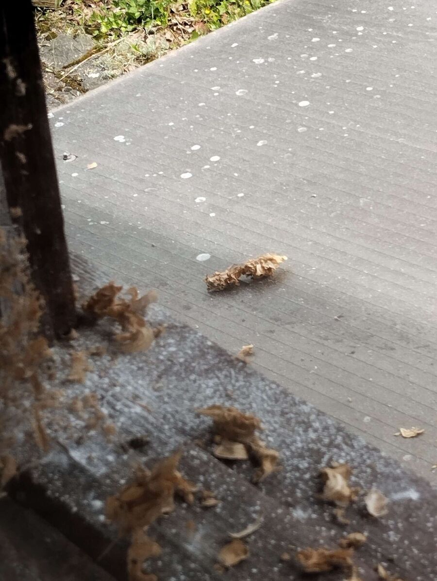  Bienennest entfernen