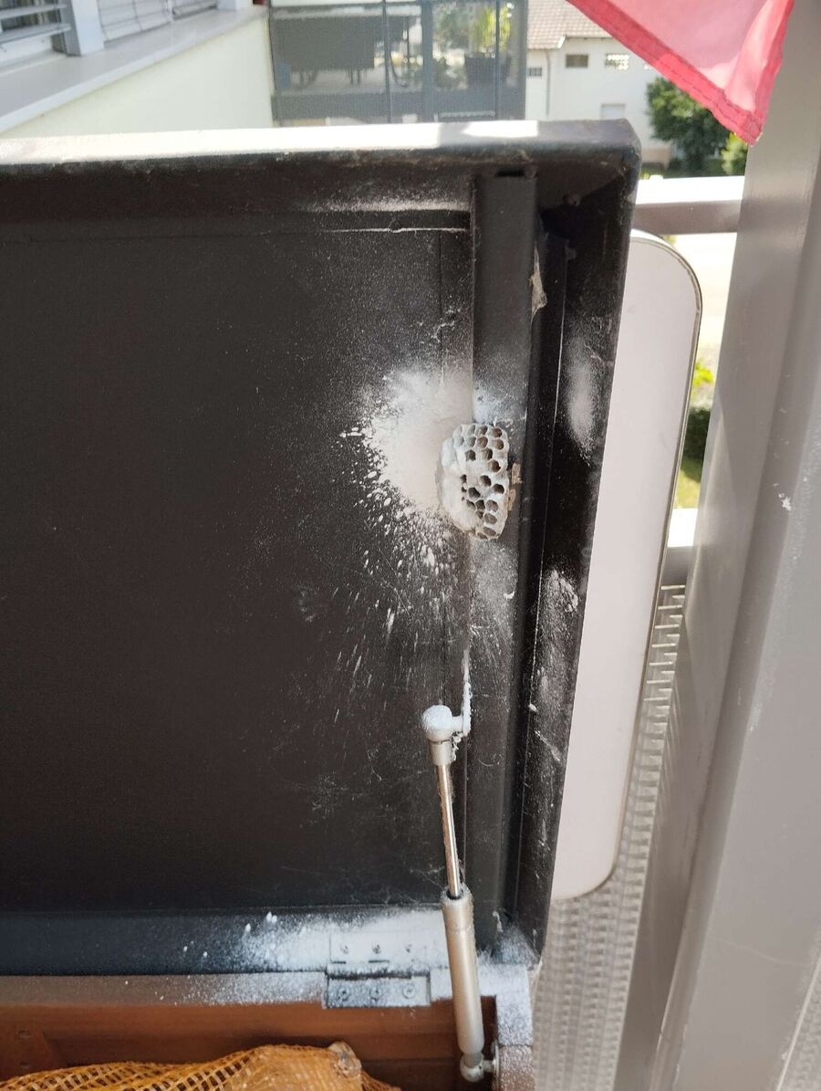  Bienennest entfernen.jpeg