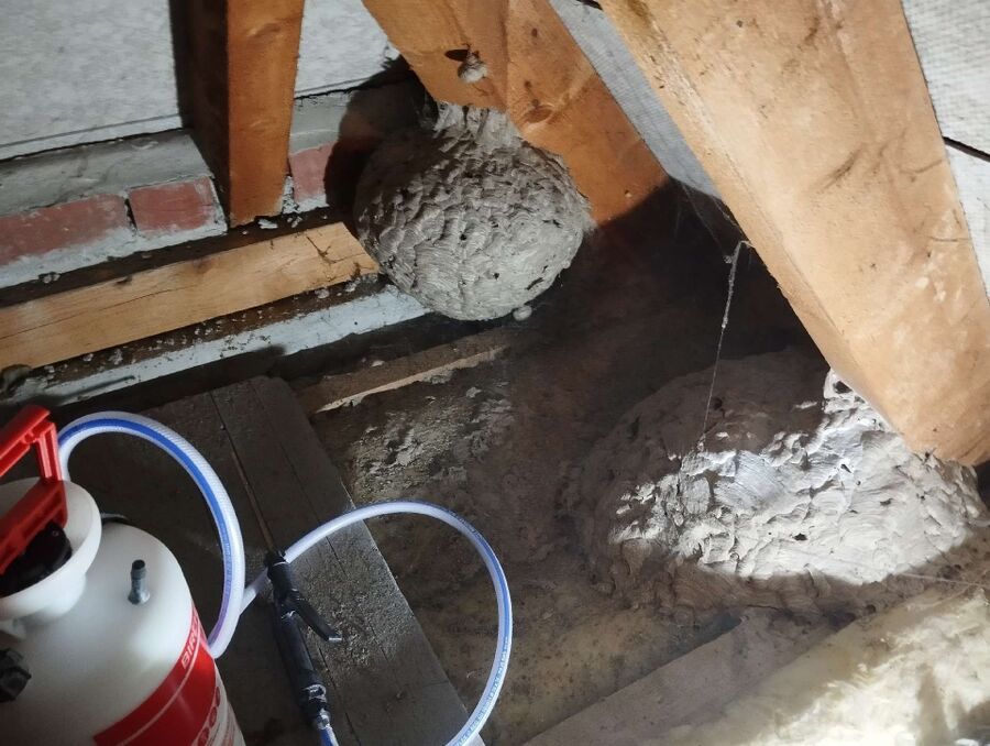  Bienennest entfernen.jpeg