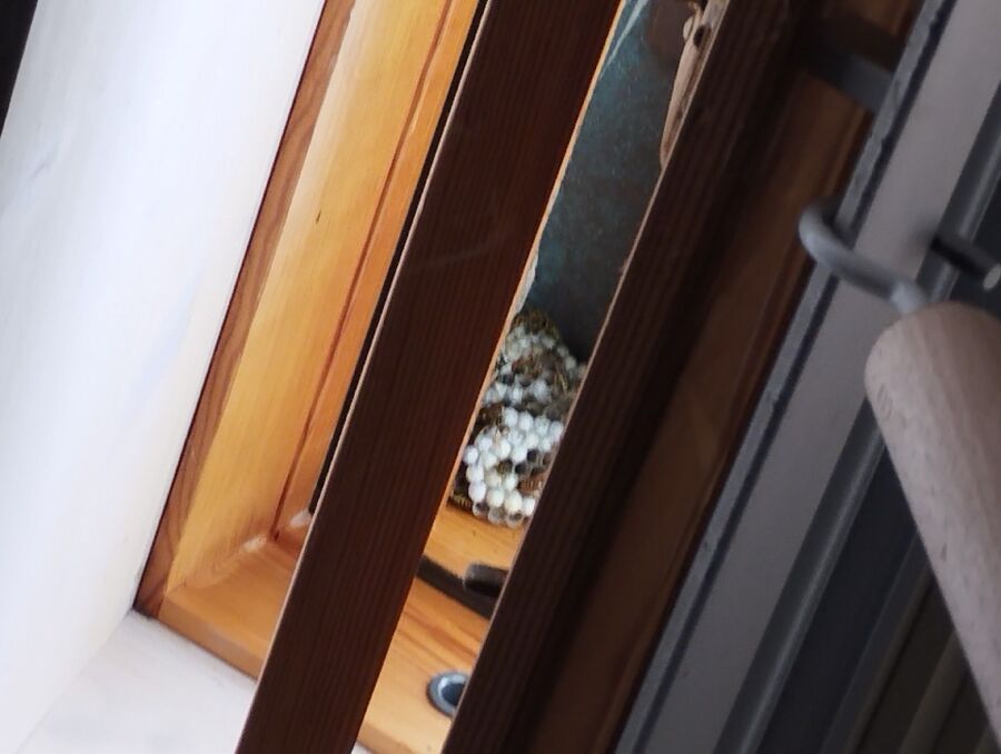 Bienen umsiedeln &  Bienennest entfernen 