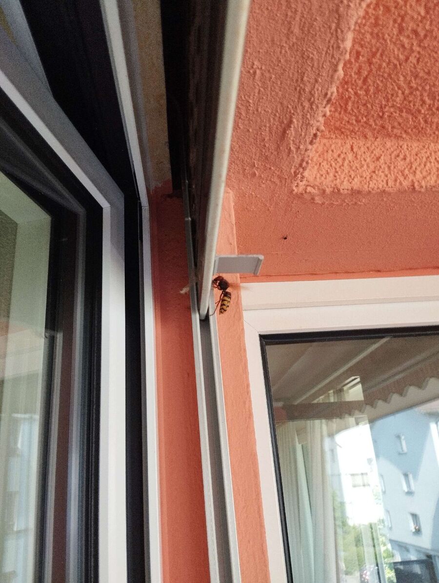  Bienennest entfernen