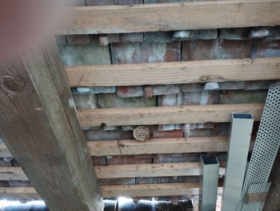  Bienennest entfernen.jpeg