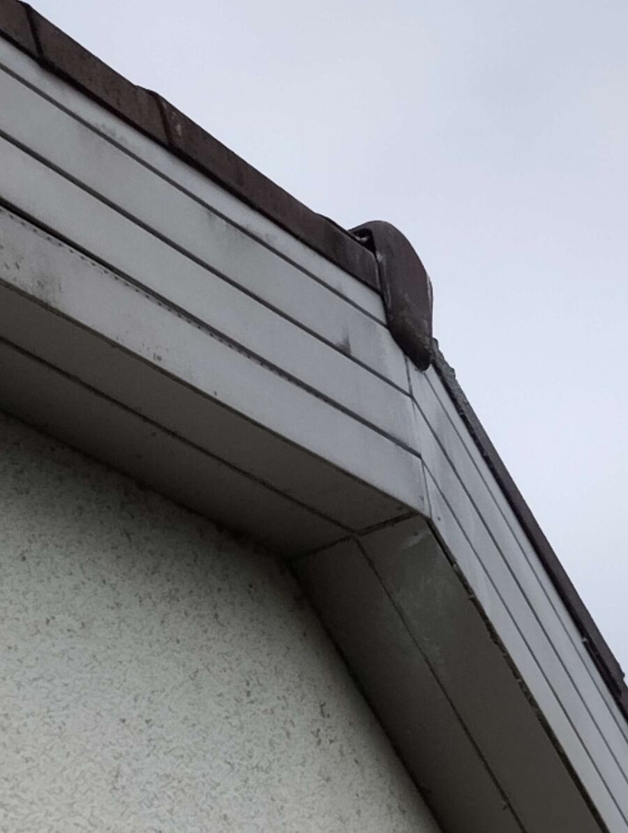 Bienen umsiedeln &  Bienennest entfernen 