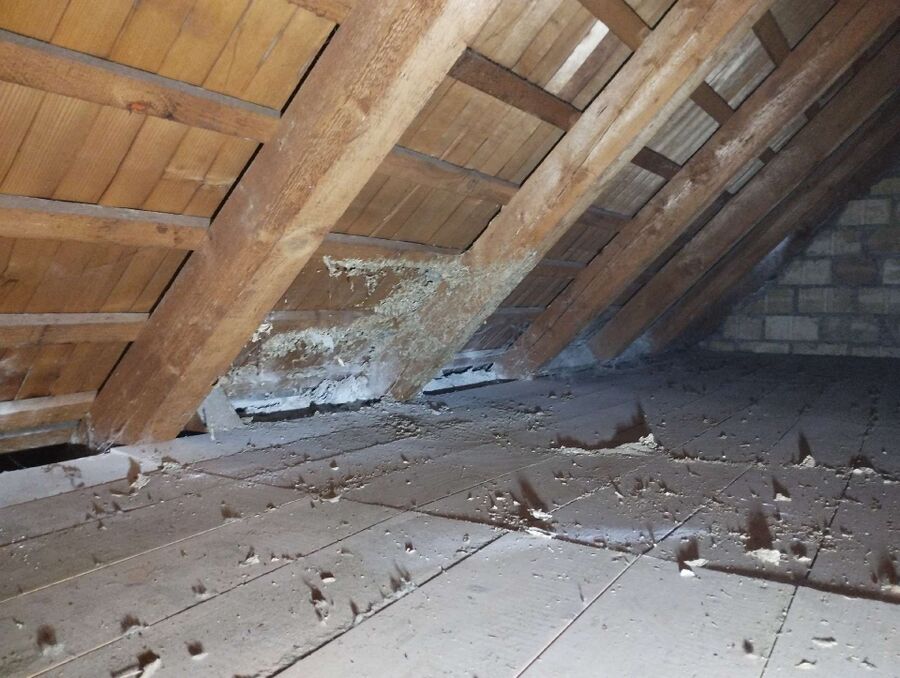 Bienen umsiedeln &  Bienennest entfernen 