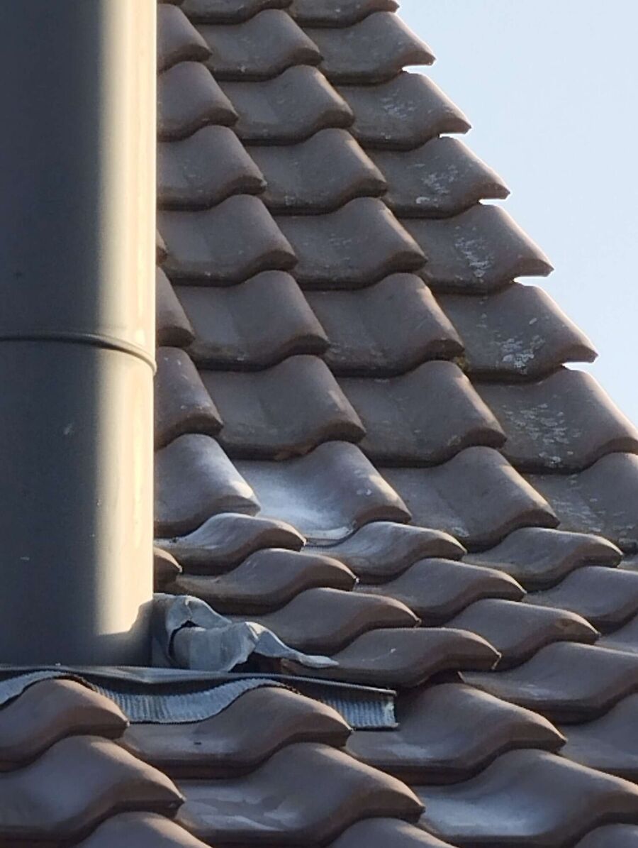 Bienen umsiedeln &  Bienennest entfernen 