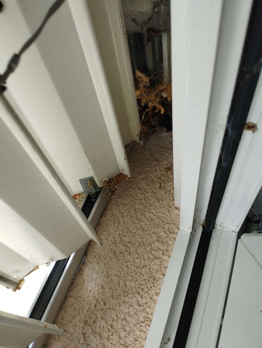  Bienennest entfernen.jpeg