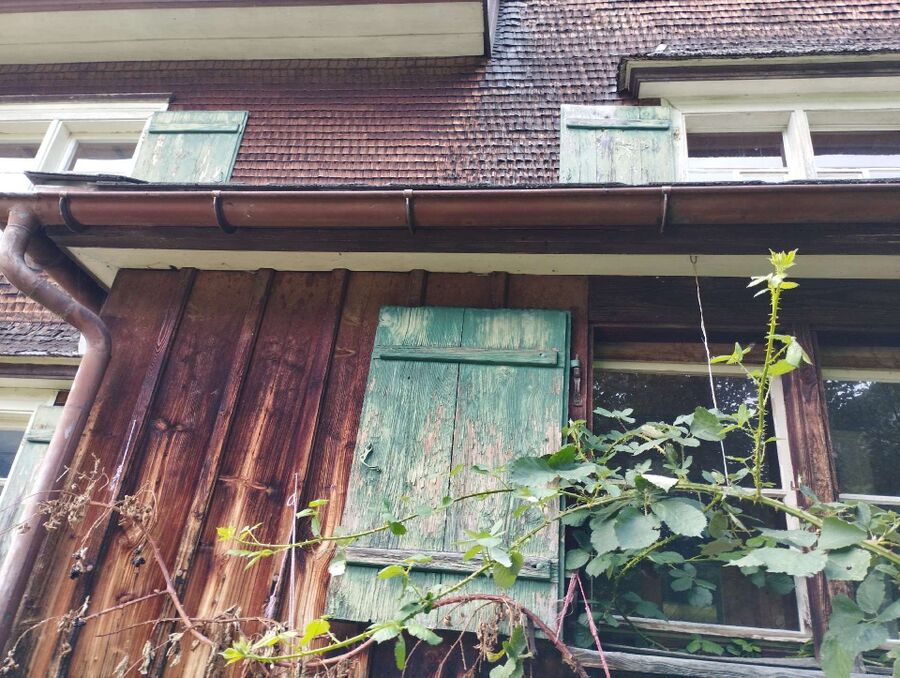  Bienennest entfernen.jpeg