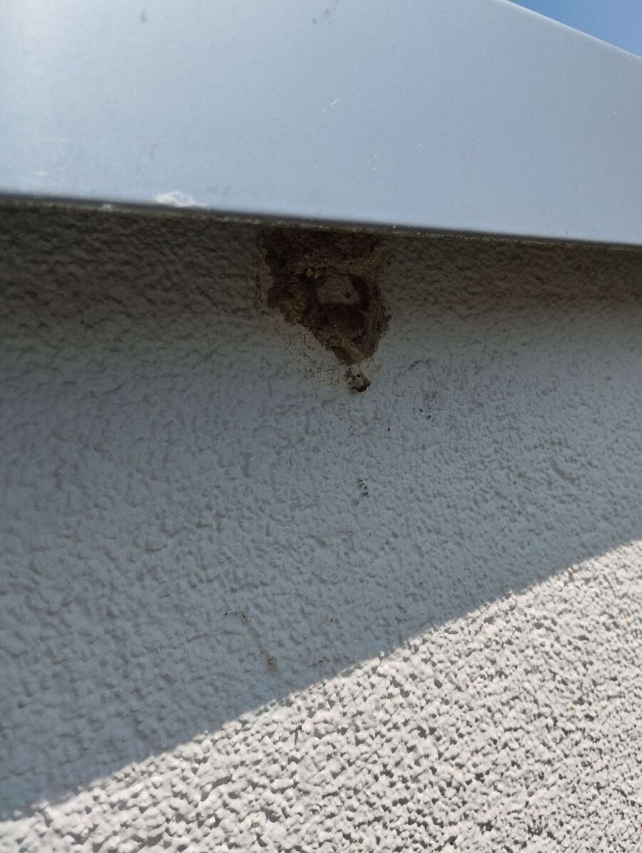  Bienennest entfernen