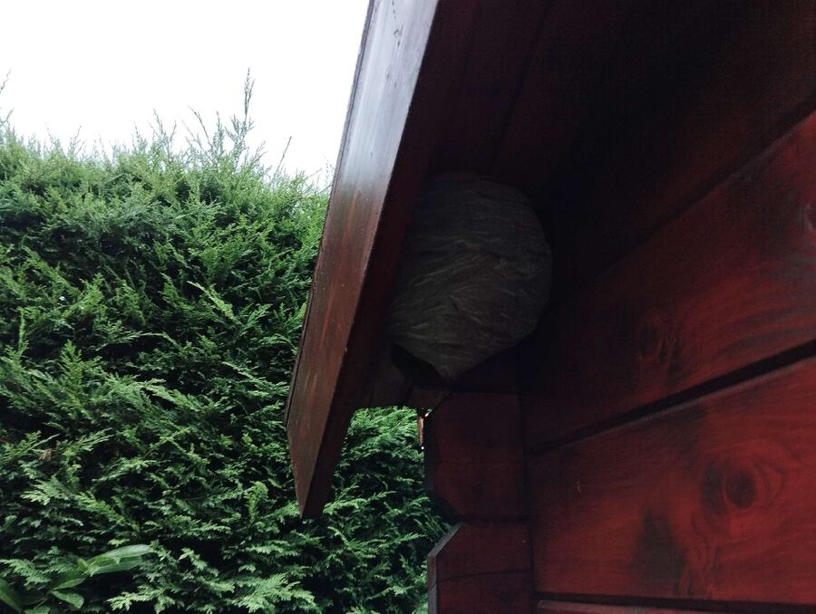 Bienen umsiedeln &  Bienennest entfernen 