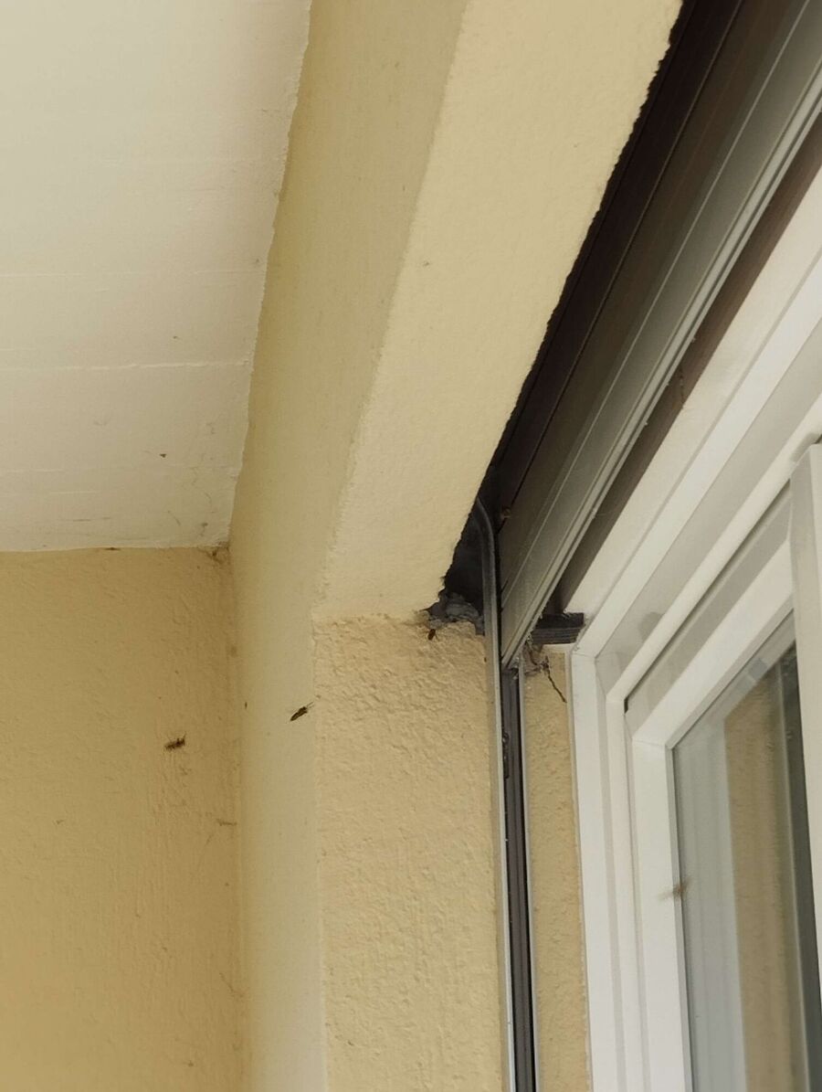  Bienennest entfernen.jpeg