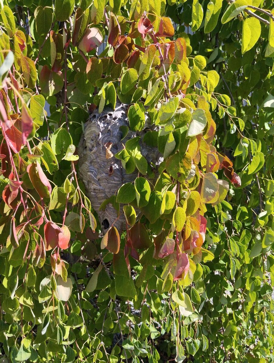  Bienennest entfernen