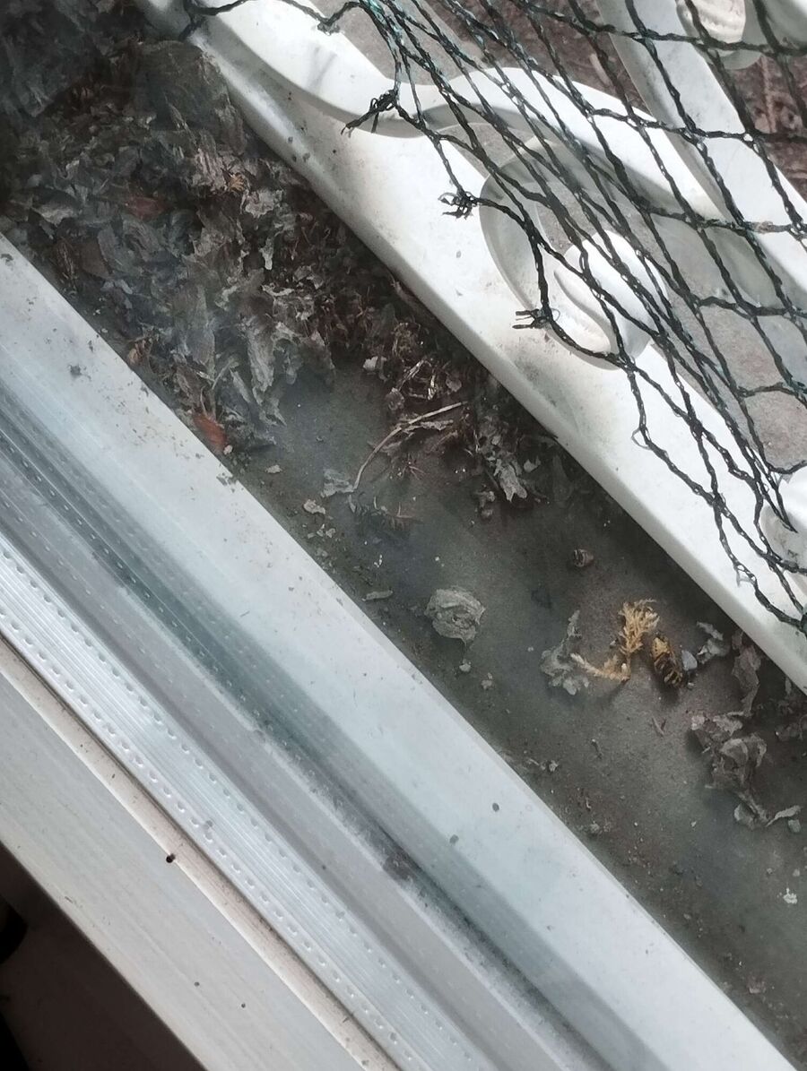 Bienen umsiedeln &  Bienennest entfernen 