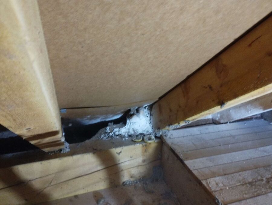 Bienen umsiedeln &  Bienennest entfernen 