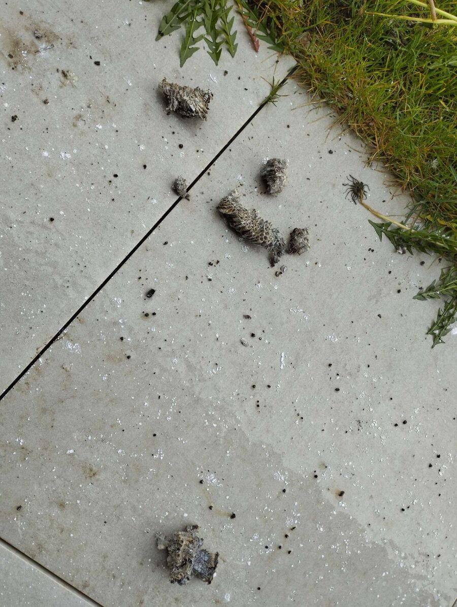  Bienennest entfernen