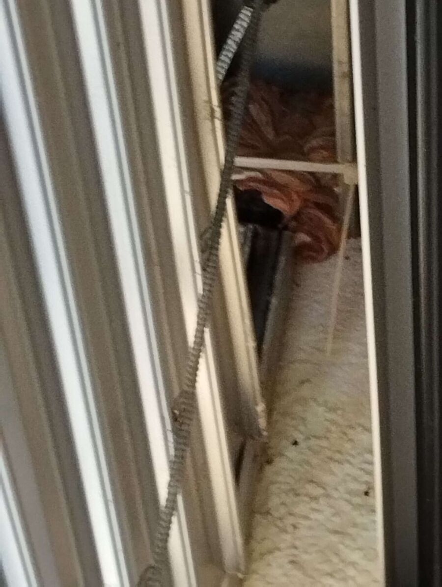  Bienennest entfernen.jpeg