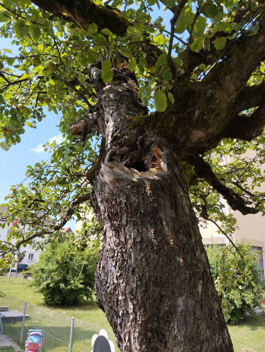  Bienennest entfernen.jpeg