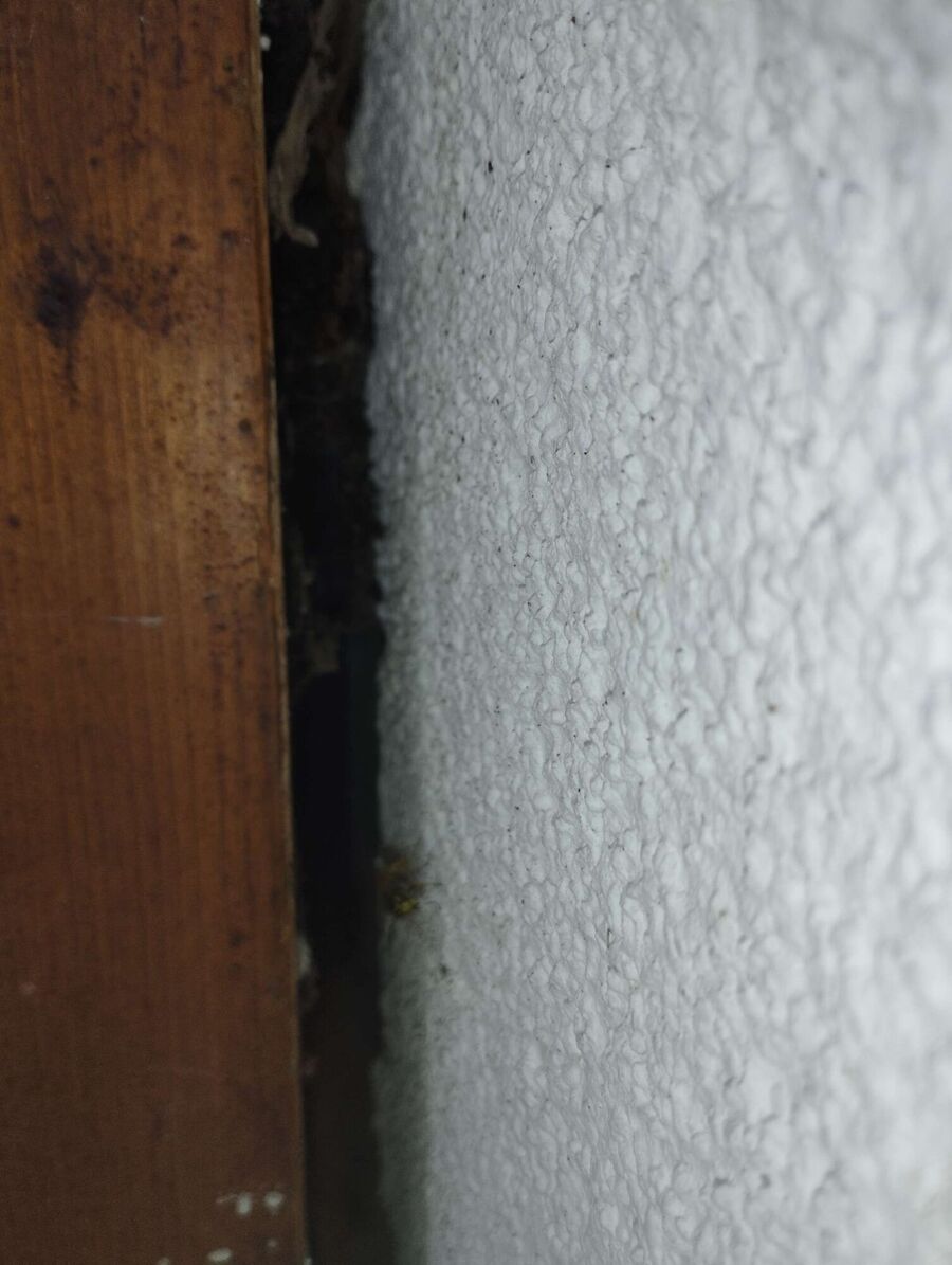  Bienennest entfernen