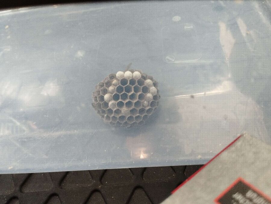  Bienennest entfernen