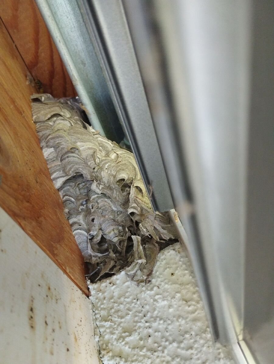  Bienennest entfernen.jpeg