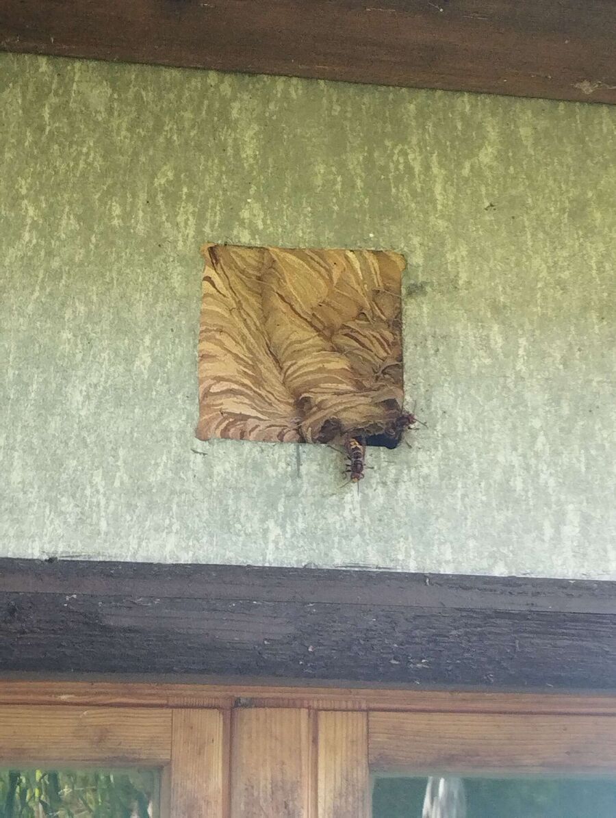 Bienen umsiedeln &  Bienennest entfernen 