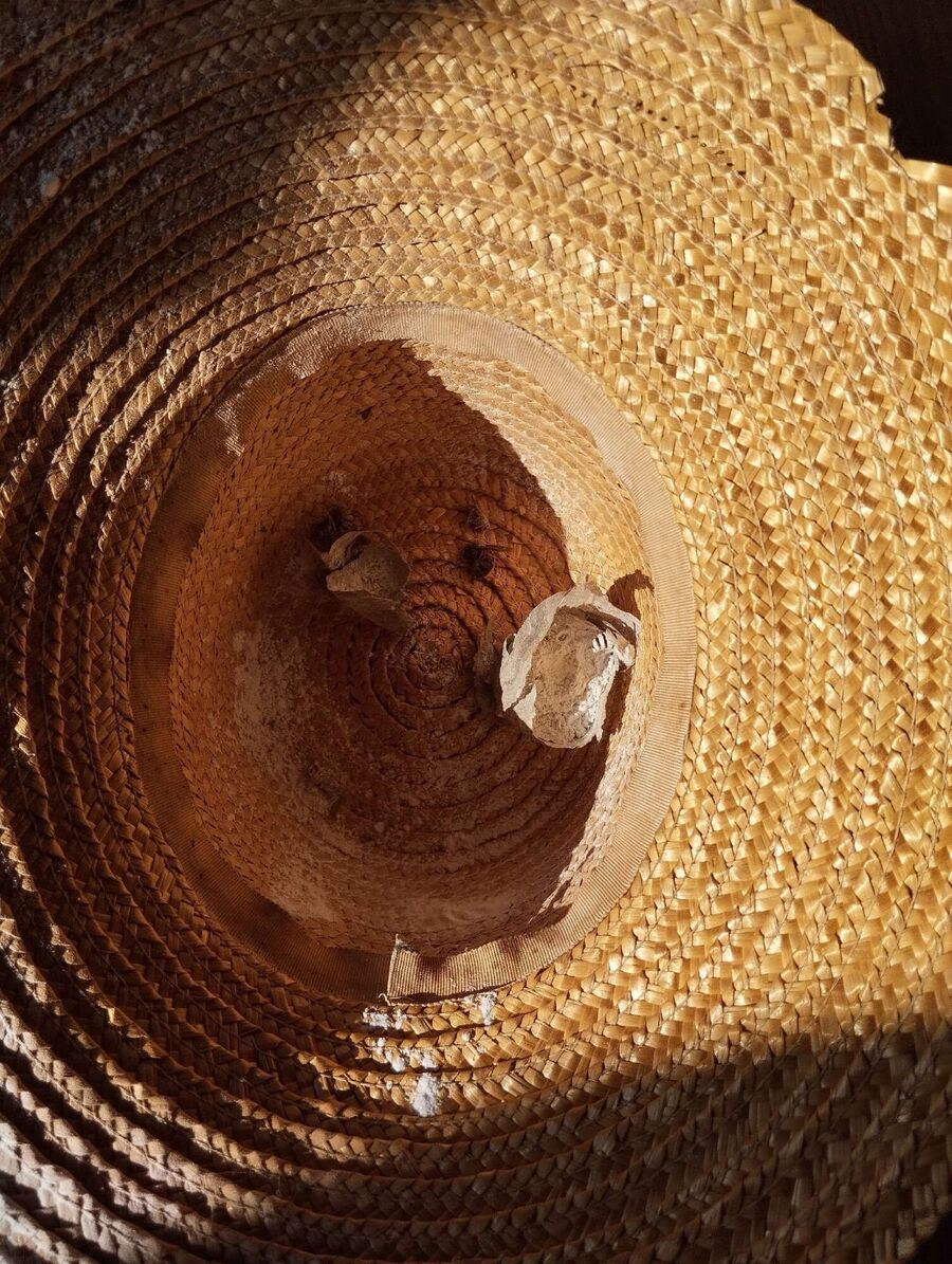  Bienennest entfernen