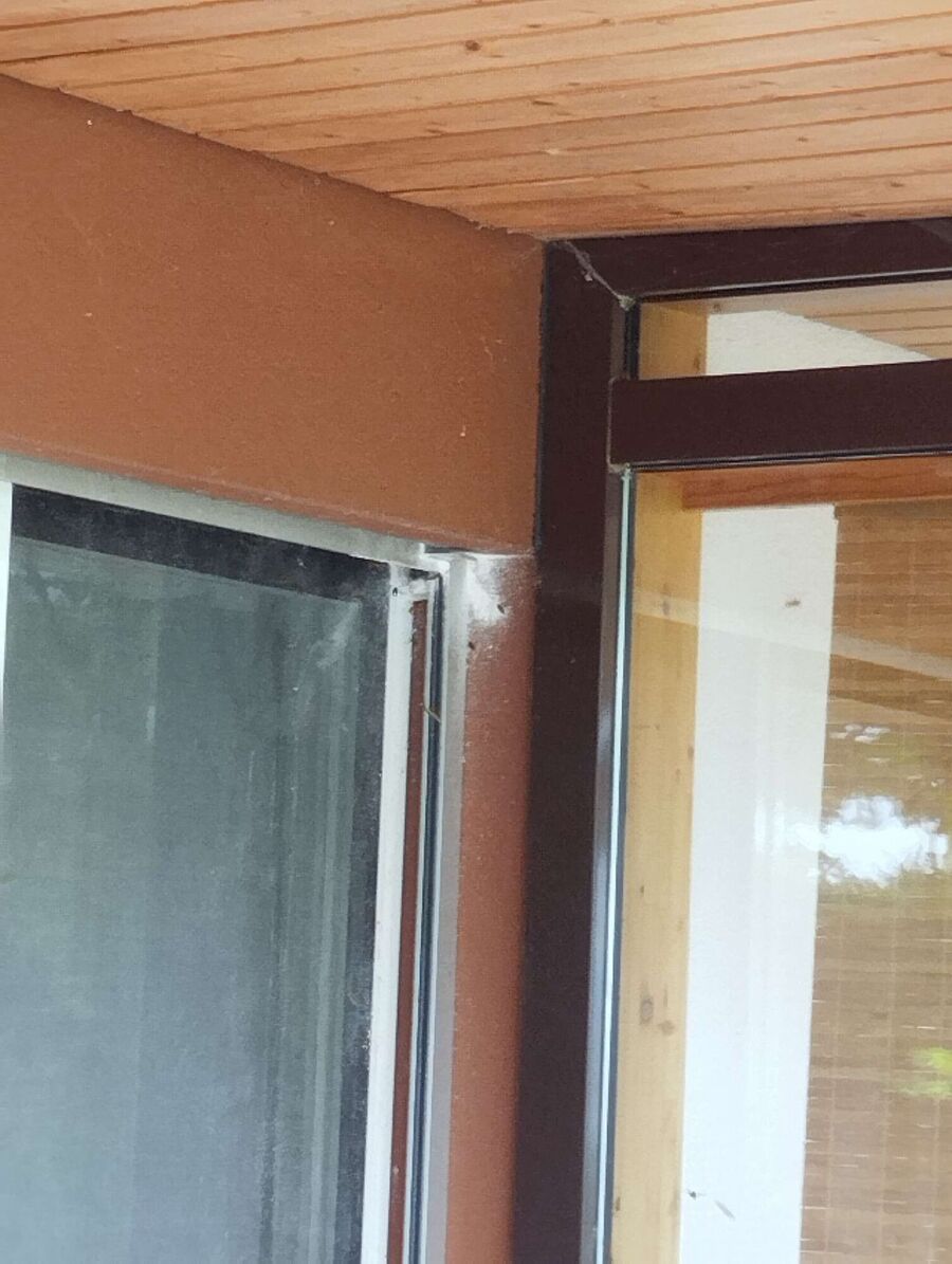  Bienennest entfernen