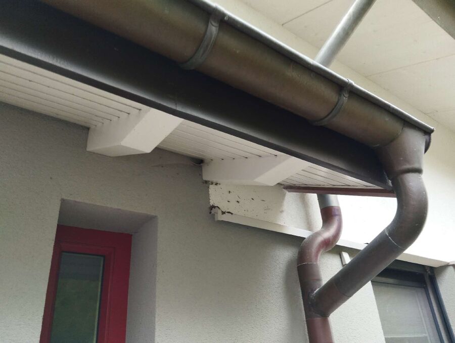 Bienen umsiedeln &  Bienennest entfernen 