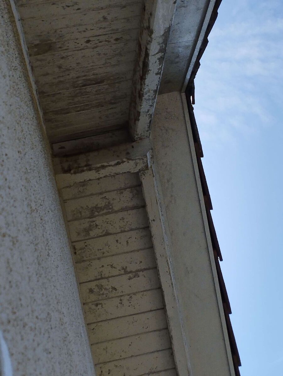  Bienennest entfernen