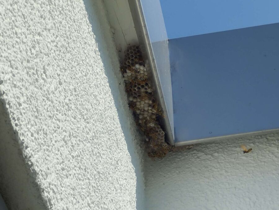 bienennest-am-haus-entfernen.jpg