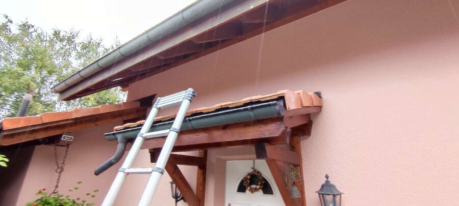 Bienen umsiedeln &  Bienennest entfernen 